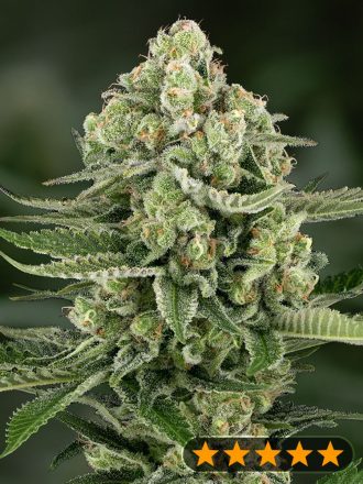 5Star Apple Fritter - PowerStrains Seeds