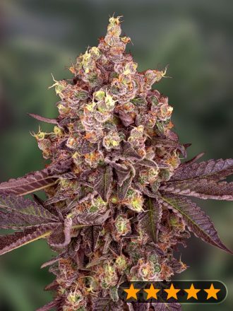 5Star Cherry Pie - PowerStrains Seeds